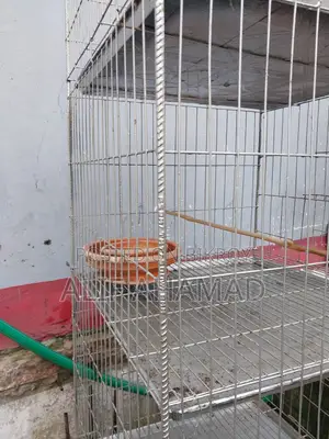 Bird Cage