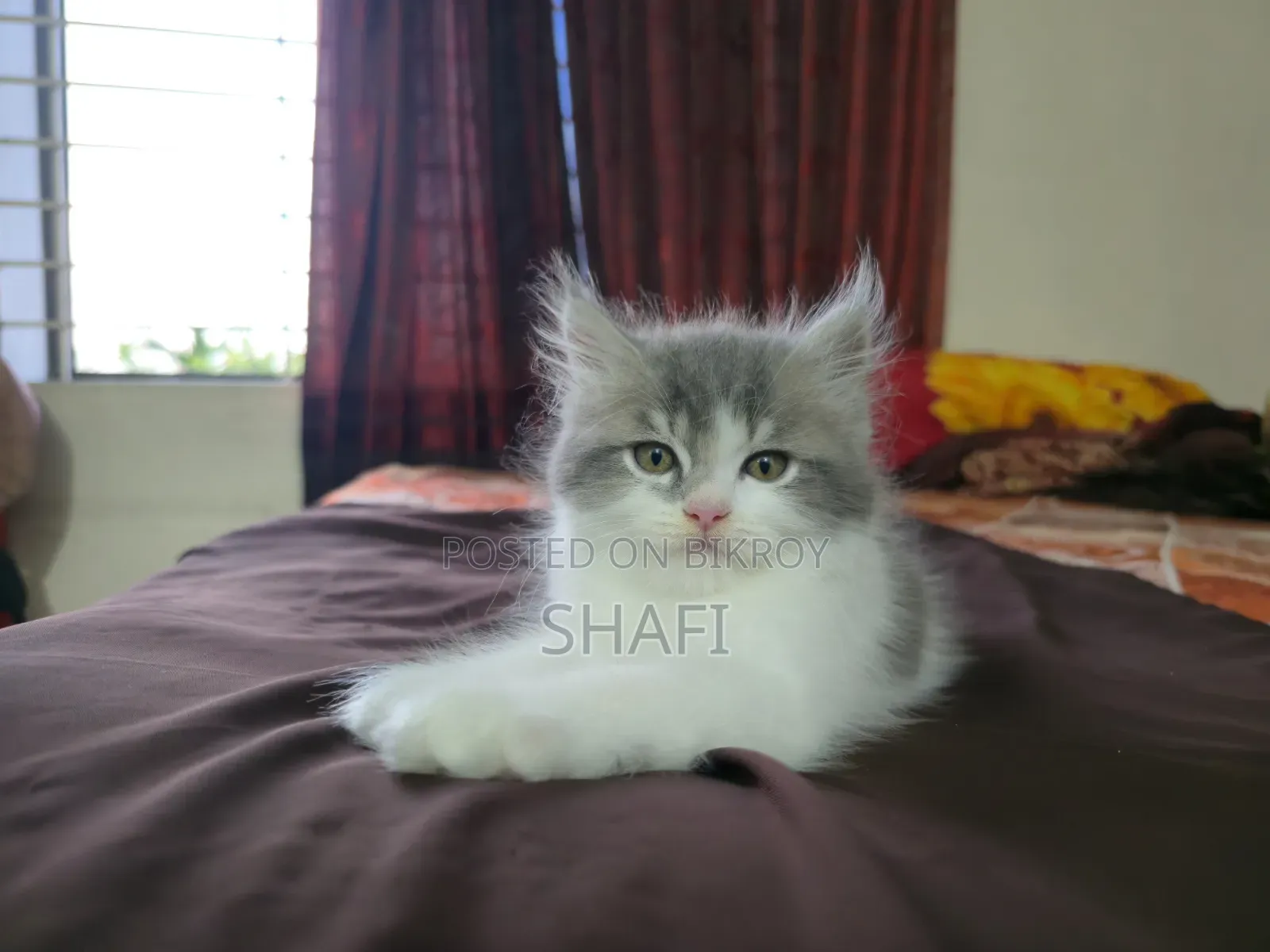 1-3 Months Female Purebred Persian