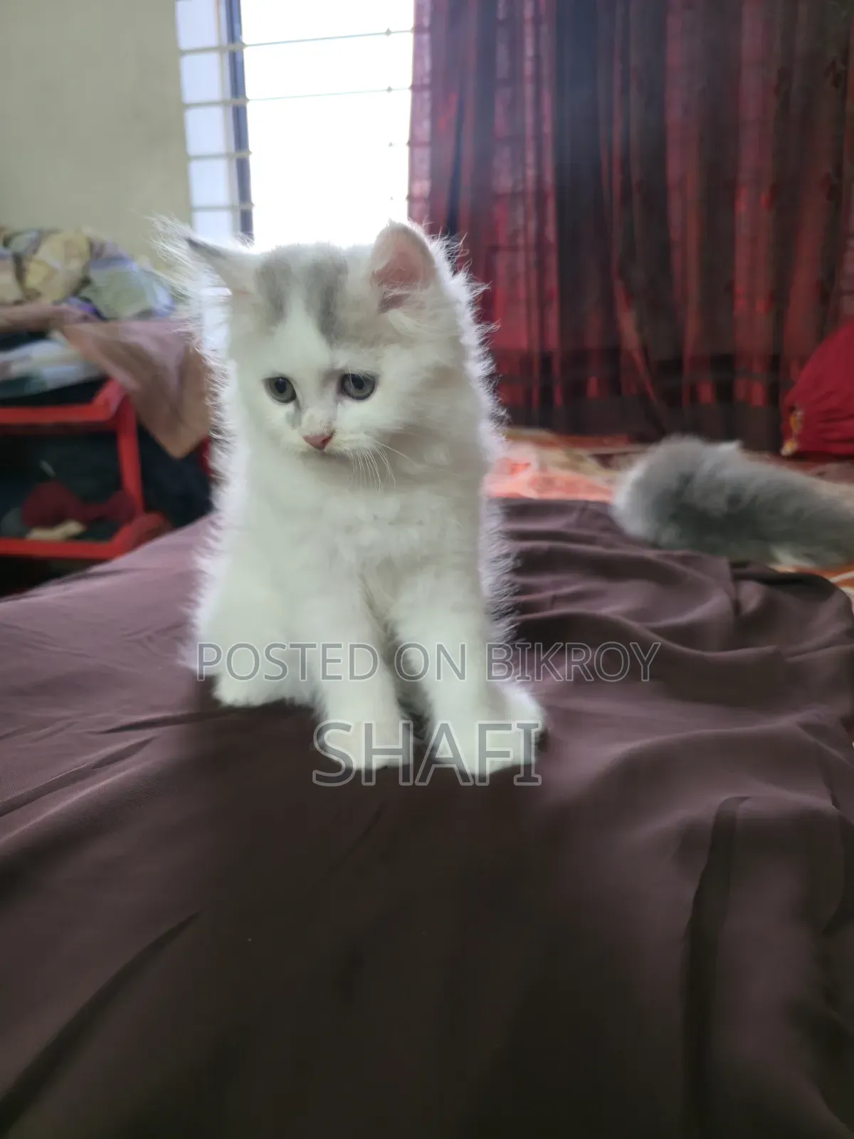 1-3 Months Female Purebred Persian