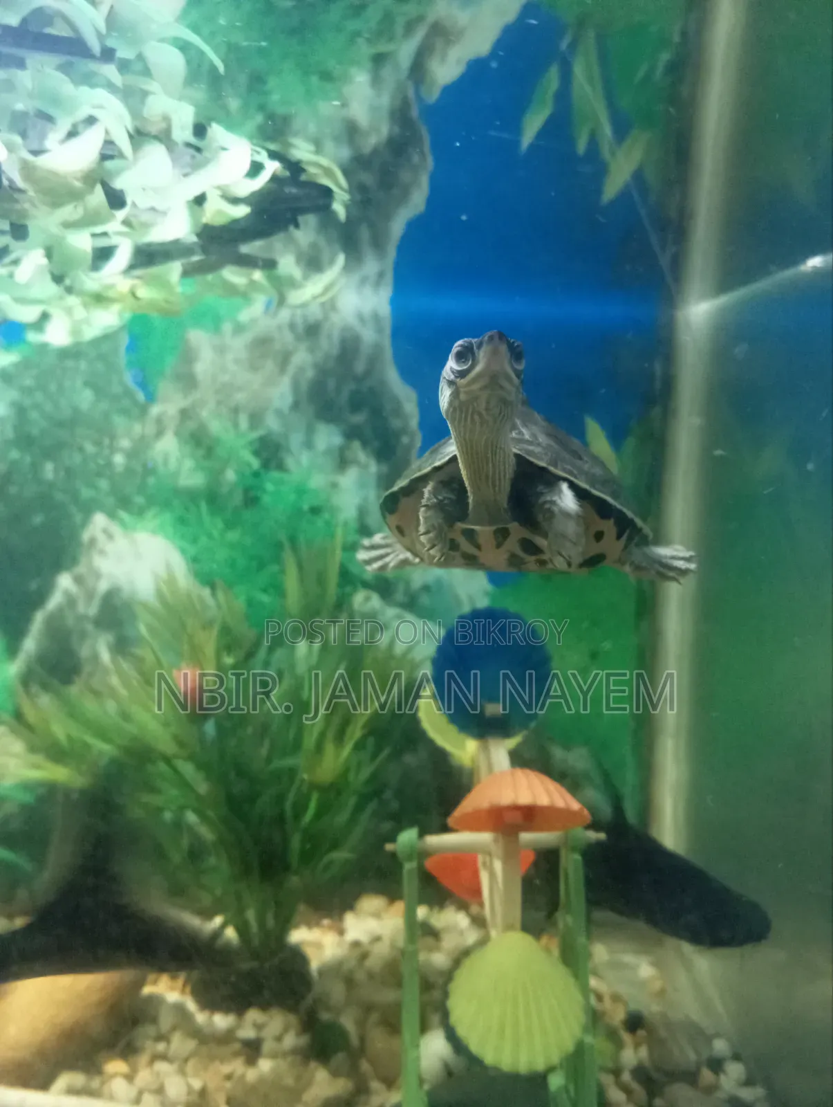 I will sell a turtle
