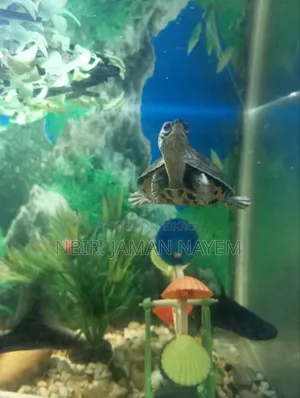 I will sell a turtle