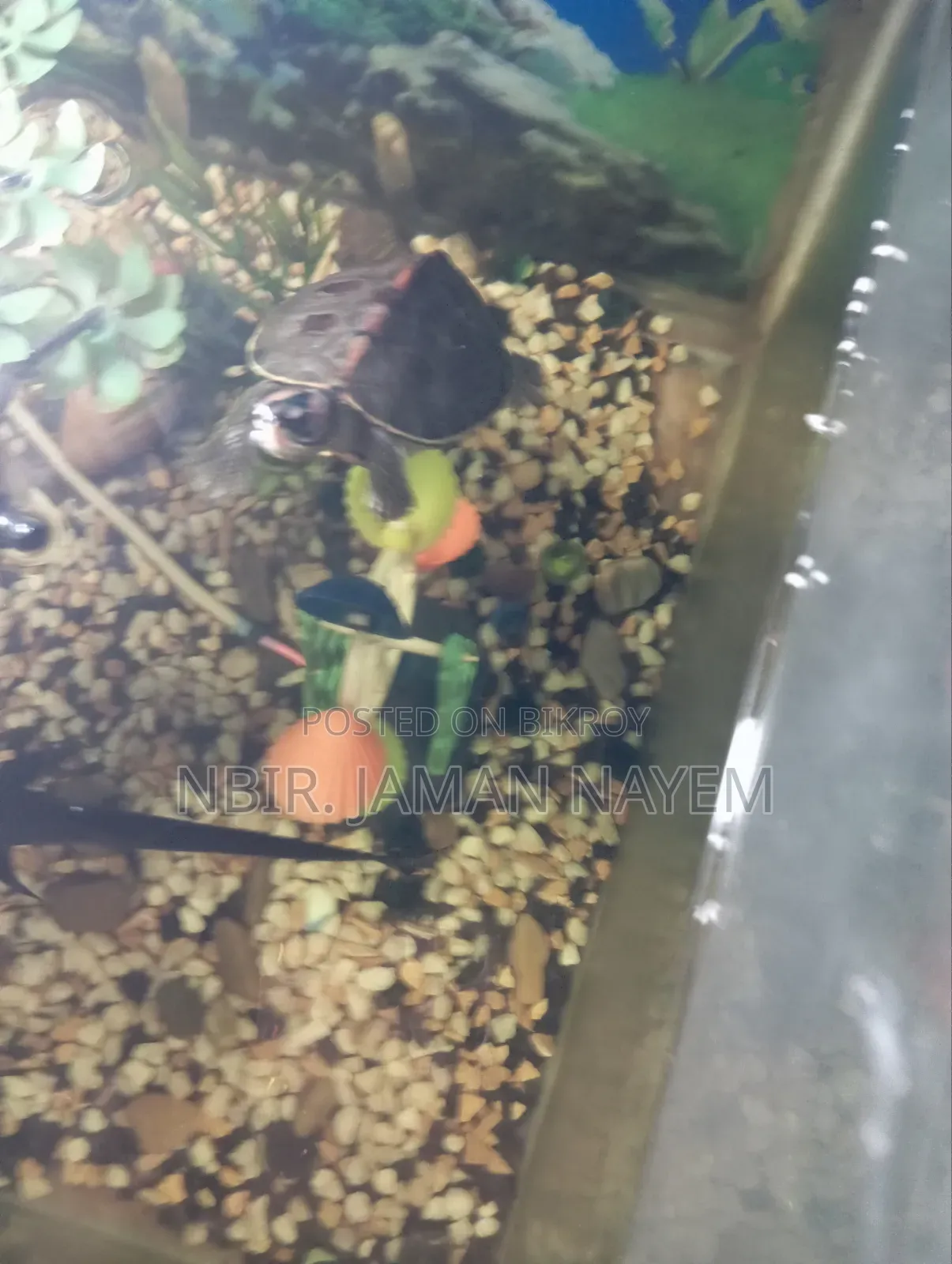 I will sell a turtle