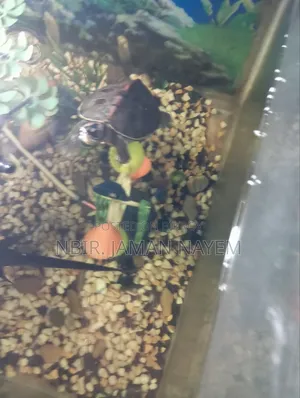 I will sell a turtle