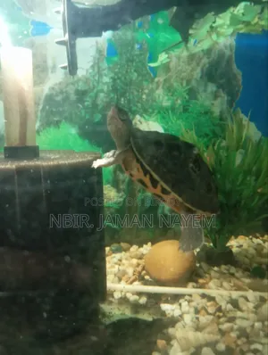 I will sell a turtle