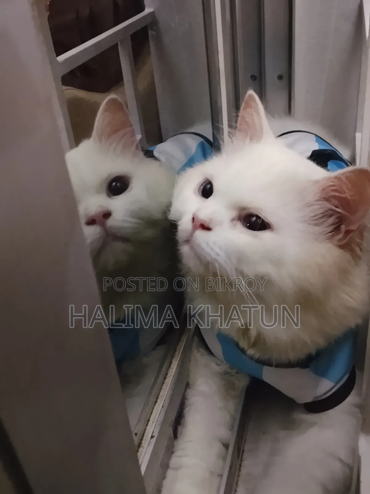 1+ year Male Purebred Persian