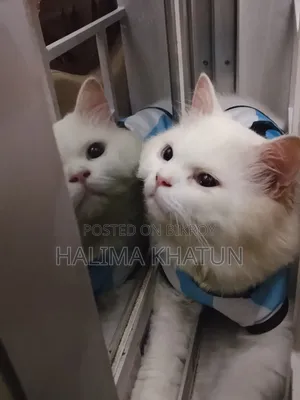 1+ year Male Purebred Persian