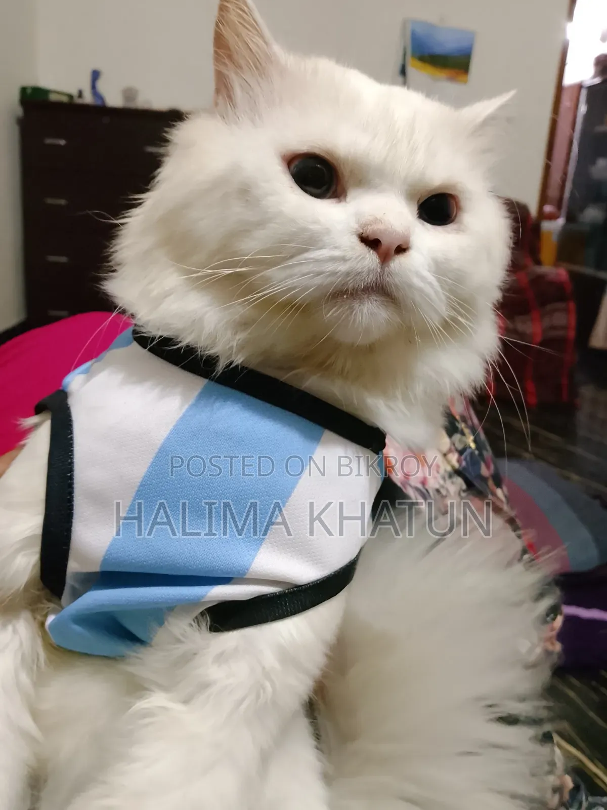 1+ year Male Purebred Persian