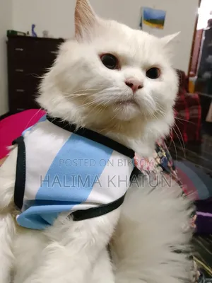 1+ year Male Purebred Persian