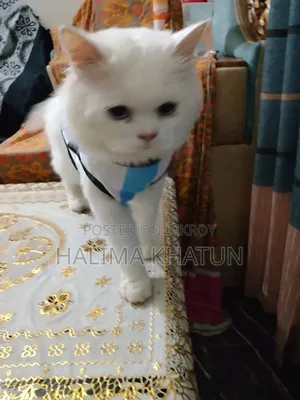 1+ year Male Purebred Persian