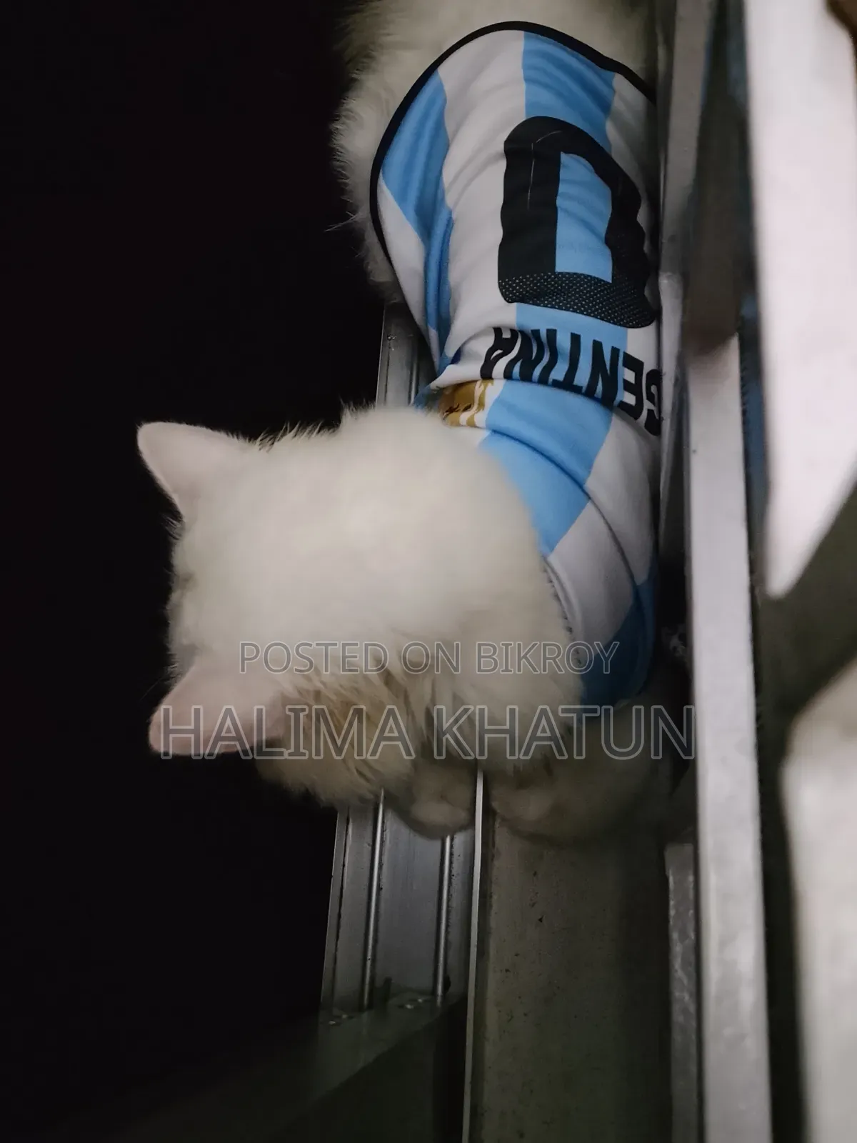1+ year Male Purebred Persian
