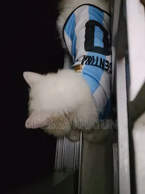 1+ year Male Purebred Persian