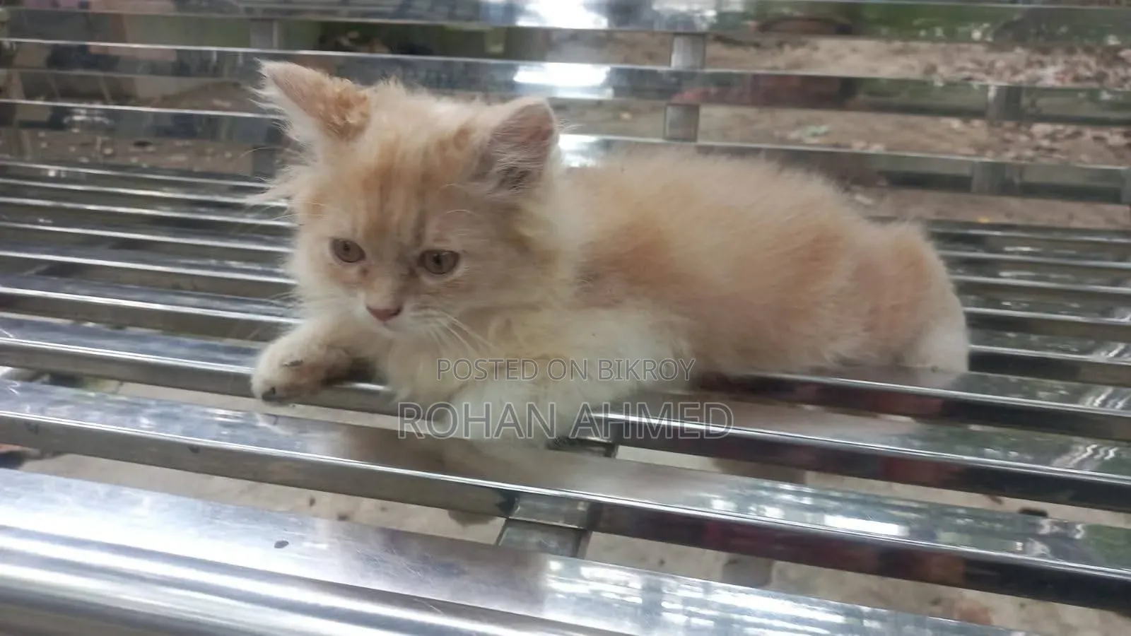 1-3 Months Male Purebred Persian