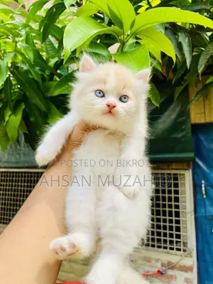 1-3 months Female Purebred Persian