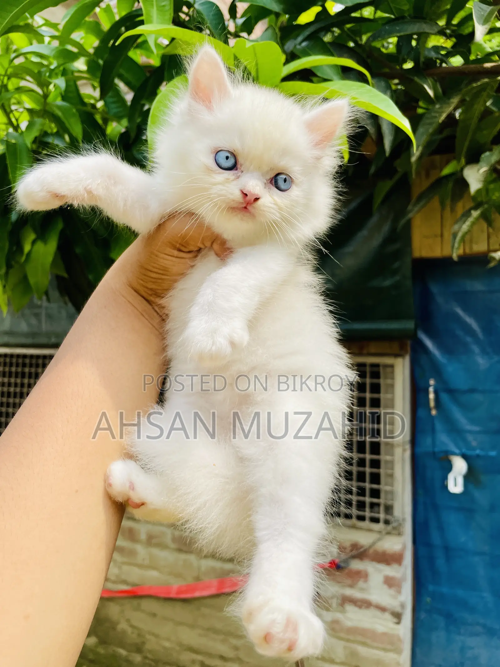 1-3 months Female Purebred Persian