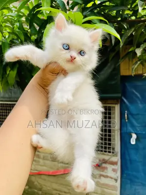 1-3 months Female Purebred Persian