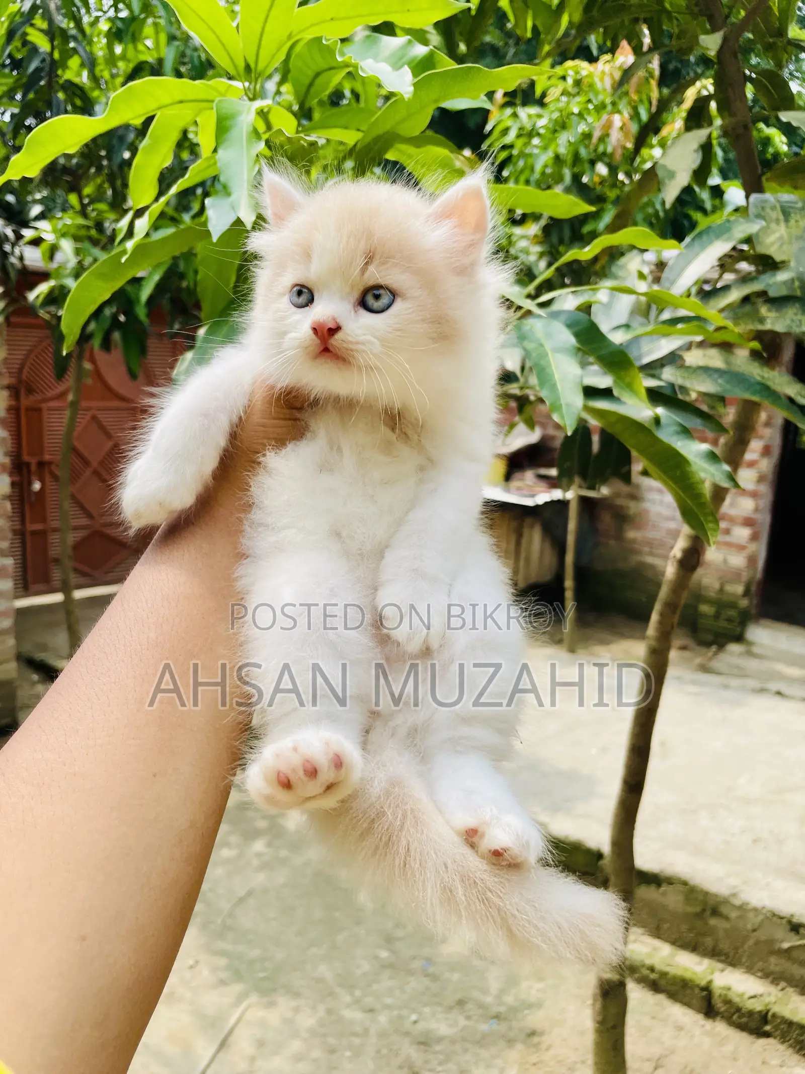 1-3 months Female Purebred Persian
