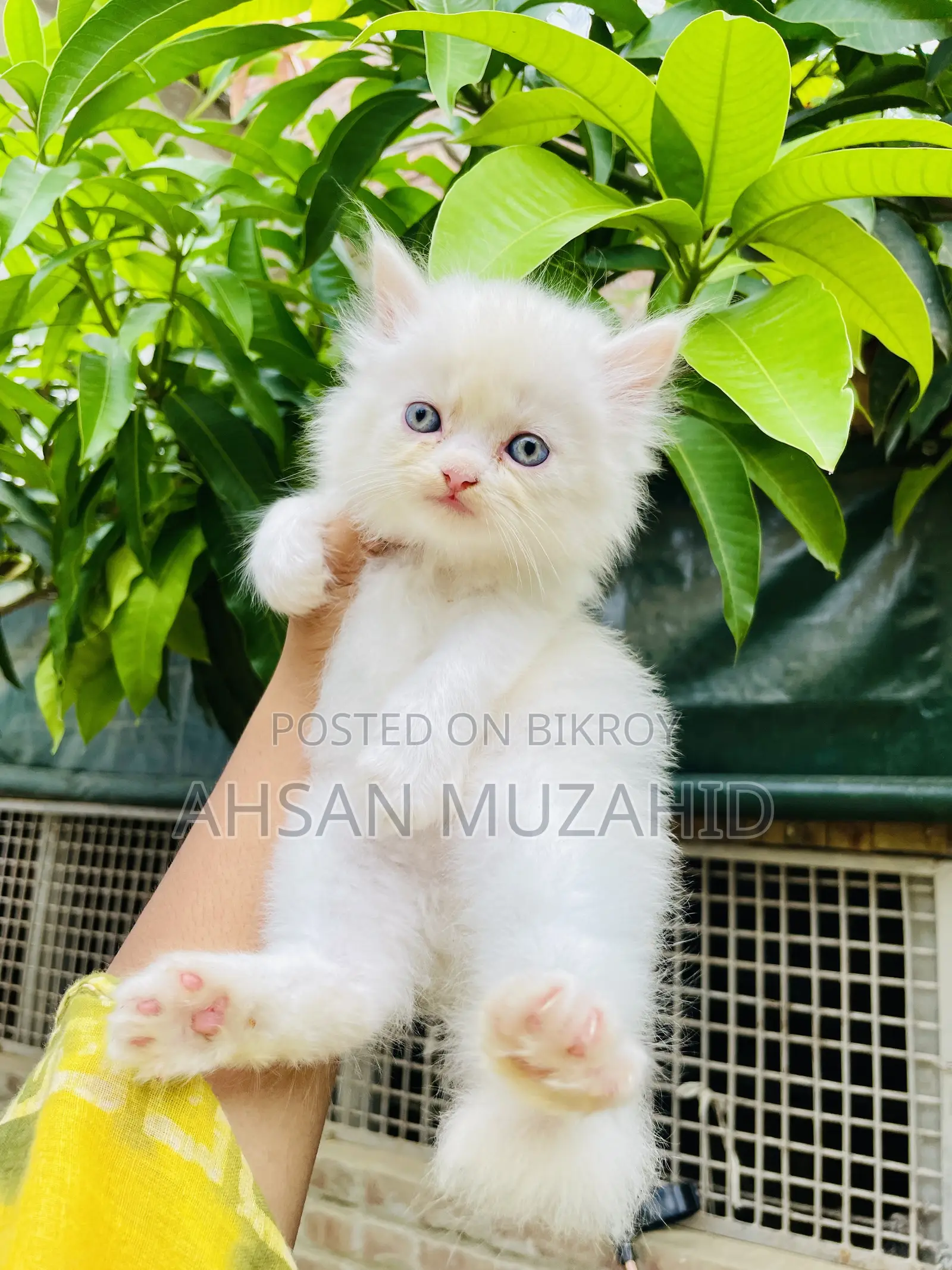 1-3 months Female Purebred Persian
