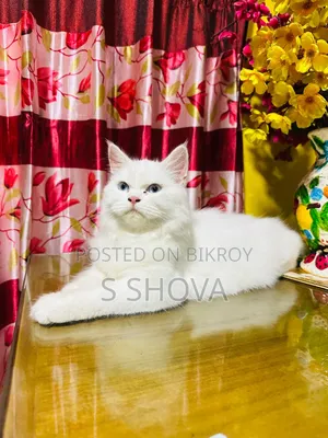 3-6 months Female Purebred Persian