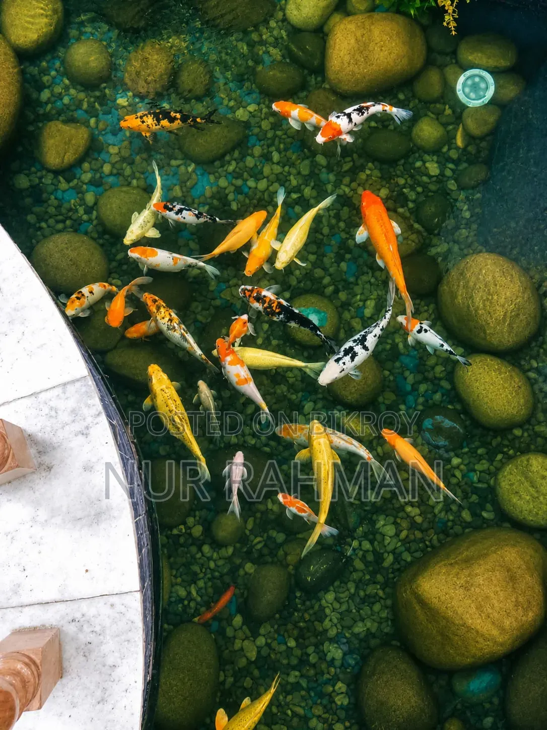 Aquarium Fish Sale