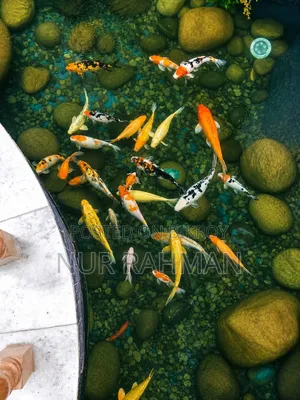 Aquarium Fish Sale