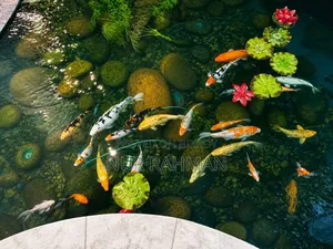 Aquarium Fish Sale
