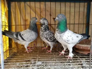 গিরিবাজ কবুতর