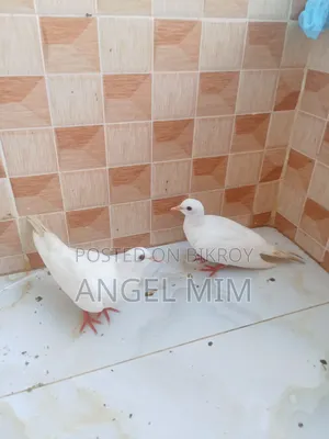 Gugu Young Bird