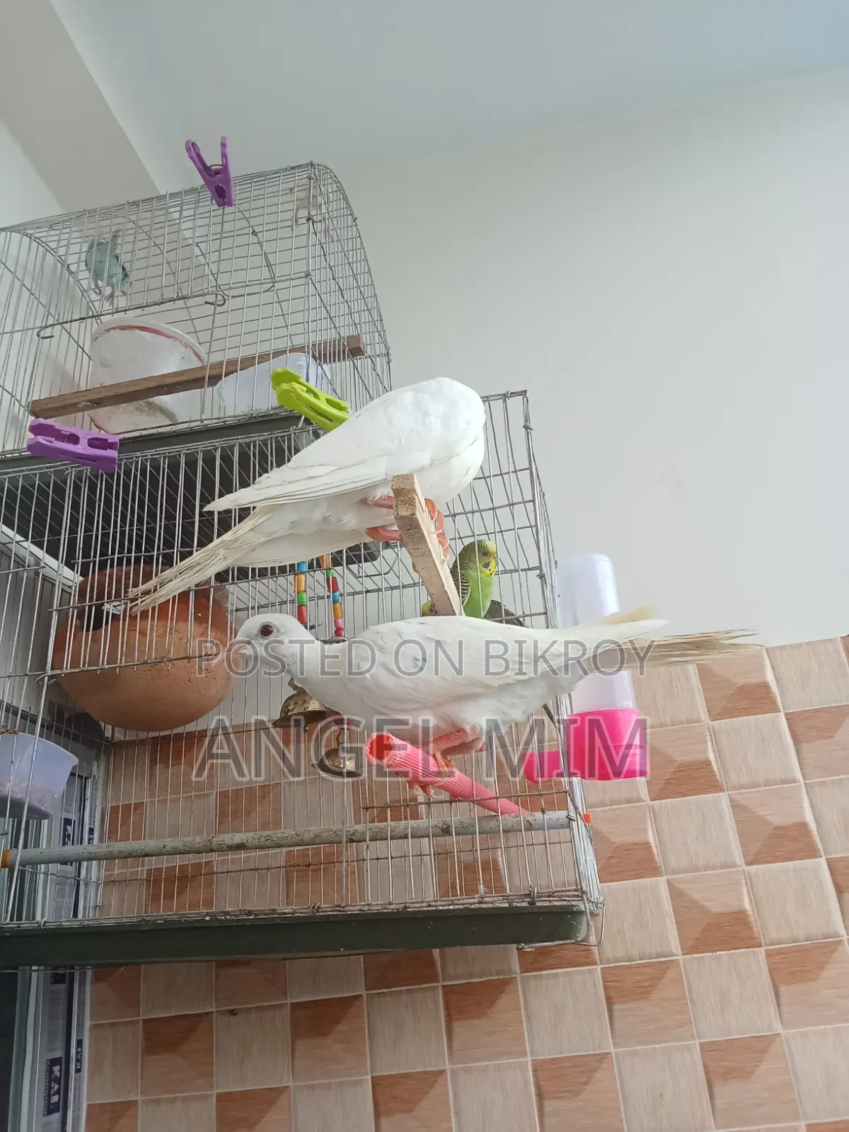 Gugu Young Bird