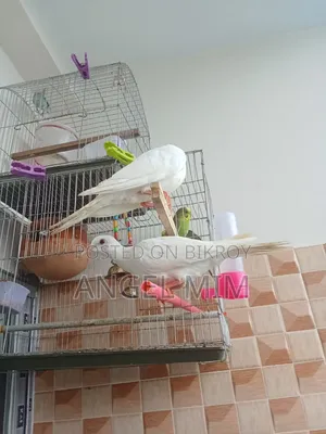 Gugu Young Bird