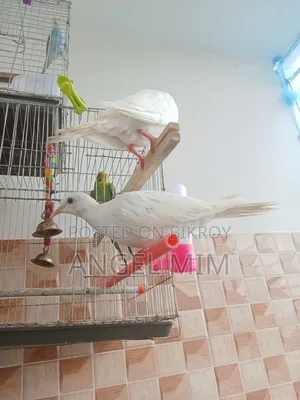 Gugu Young Bird