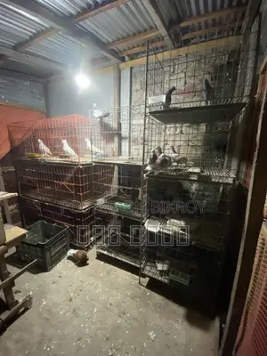 Cage for sale, size 24/24, comes with all trays
