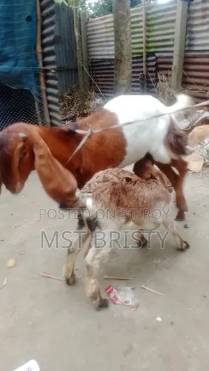 Good Quality Goat