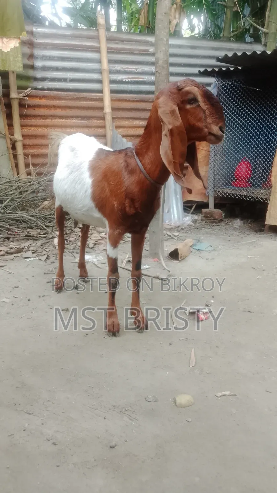 Good Quality Goat