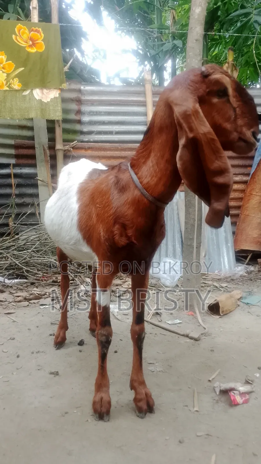 Good Quality Goat
