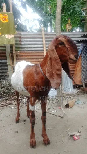 Good Quality Goat