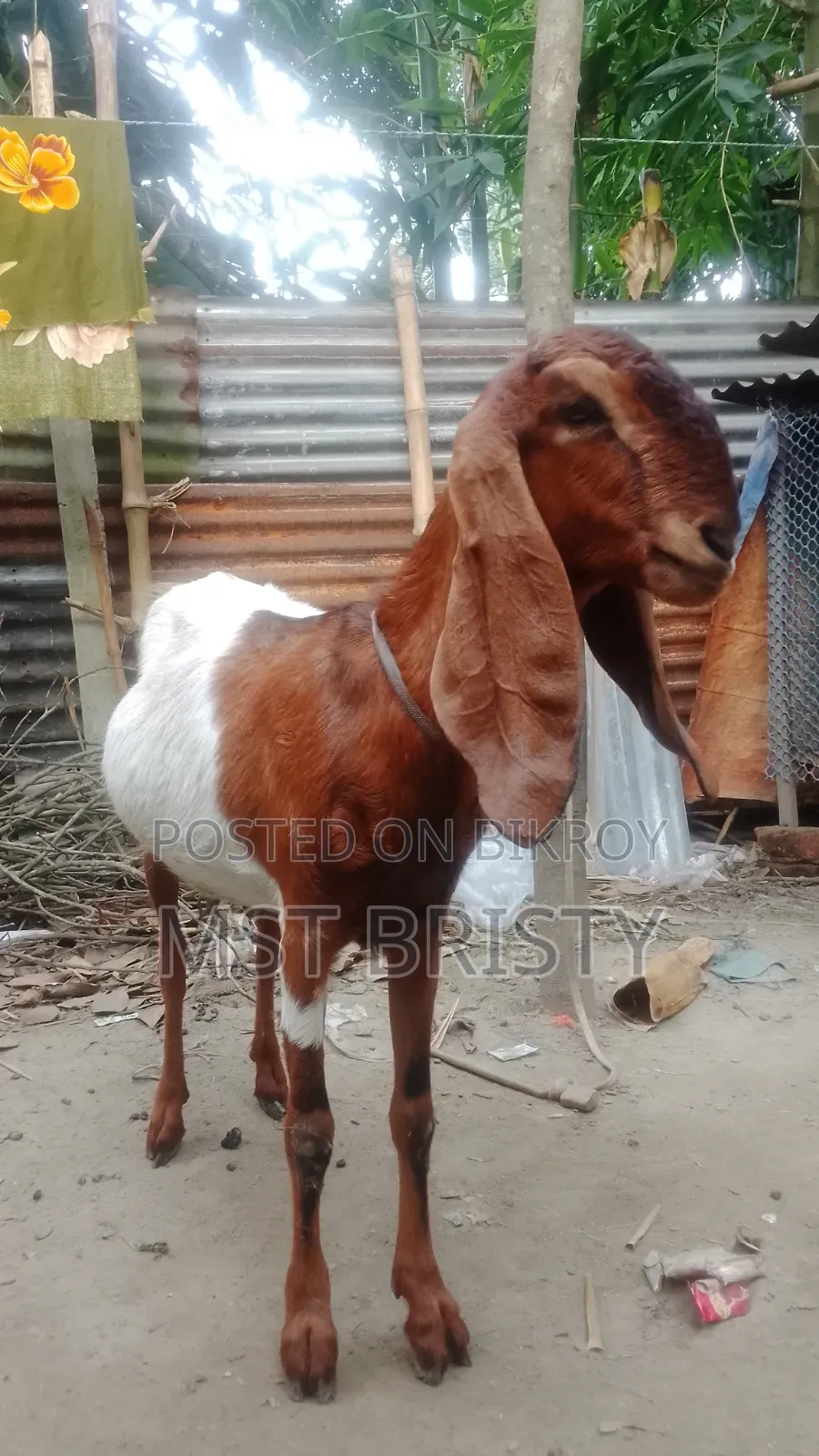 Good Quality Goat