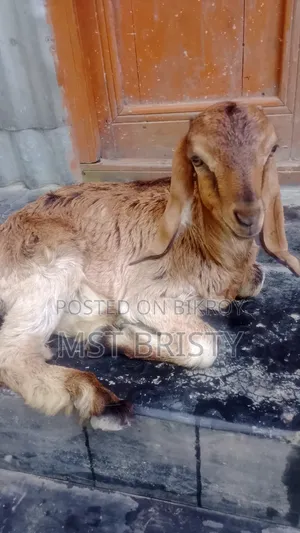 Good Quality Goat