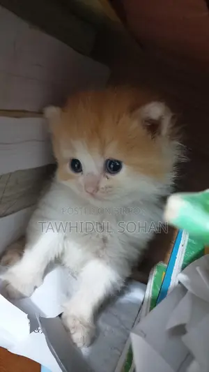 0-1 month Male Purebred Persian