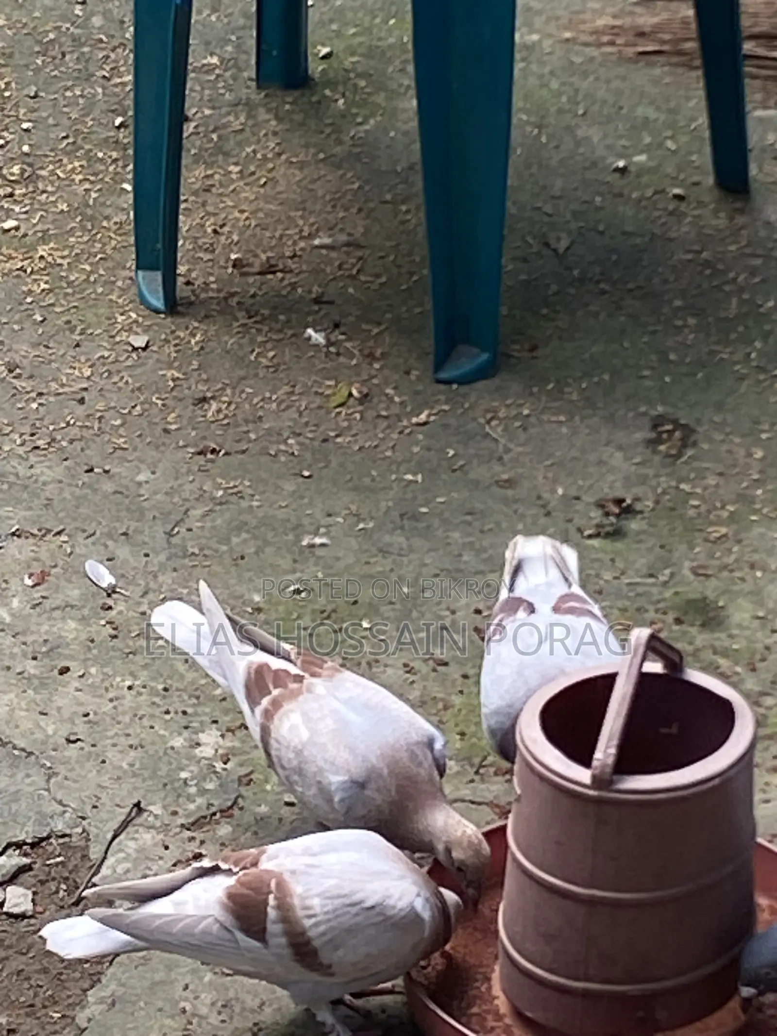 মিলি রেসার বাচ্চা।