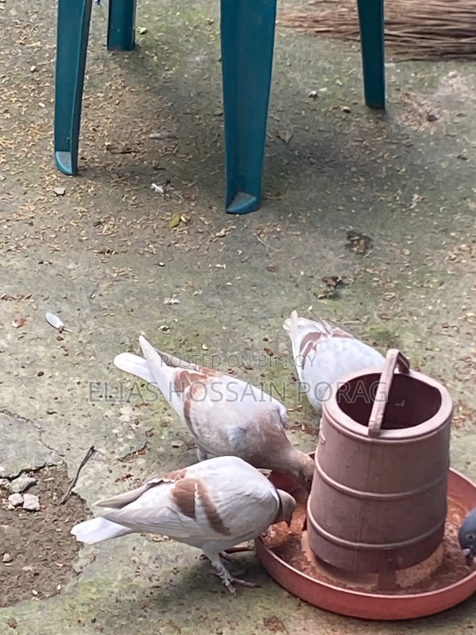 মিলি রেসার বাচ্চা।