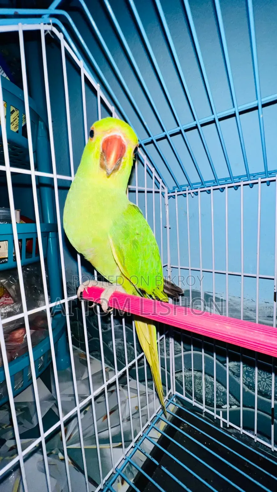 পখিটি বিক্রয় করা হবে বয়স ৩ মাস বাচ্চা অবস্থায় কিনে ছিল