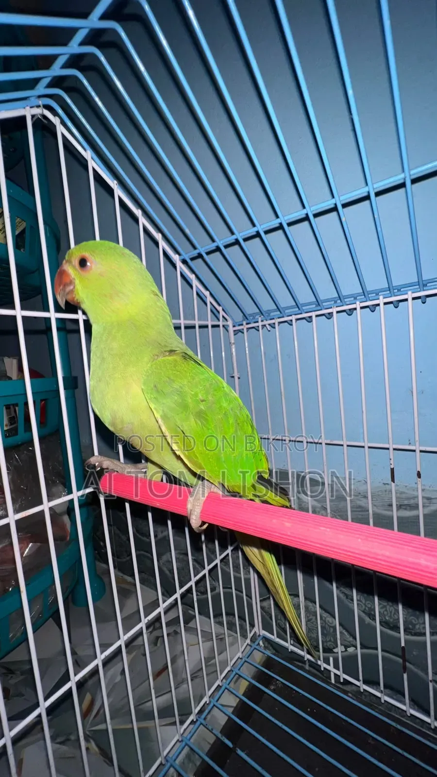 পখিটি বিক্রয় করা হবে বয়স ৩ মাস বাচ্চা অবস্থায় কিনে ছিল