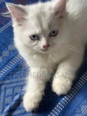 3-6 months Female Purebred Persian