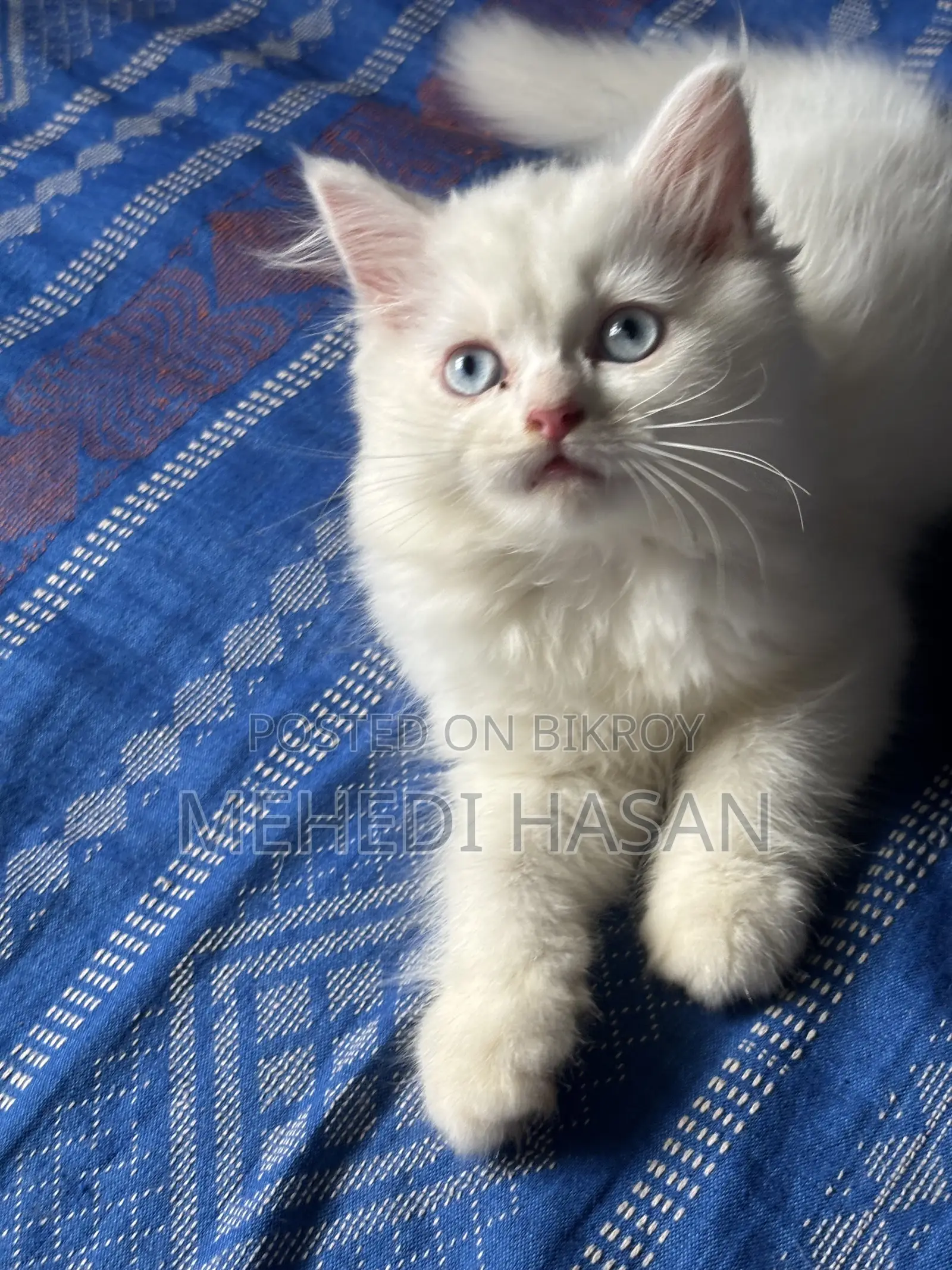 3-6 months Female Purebred Persian