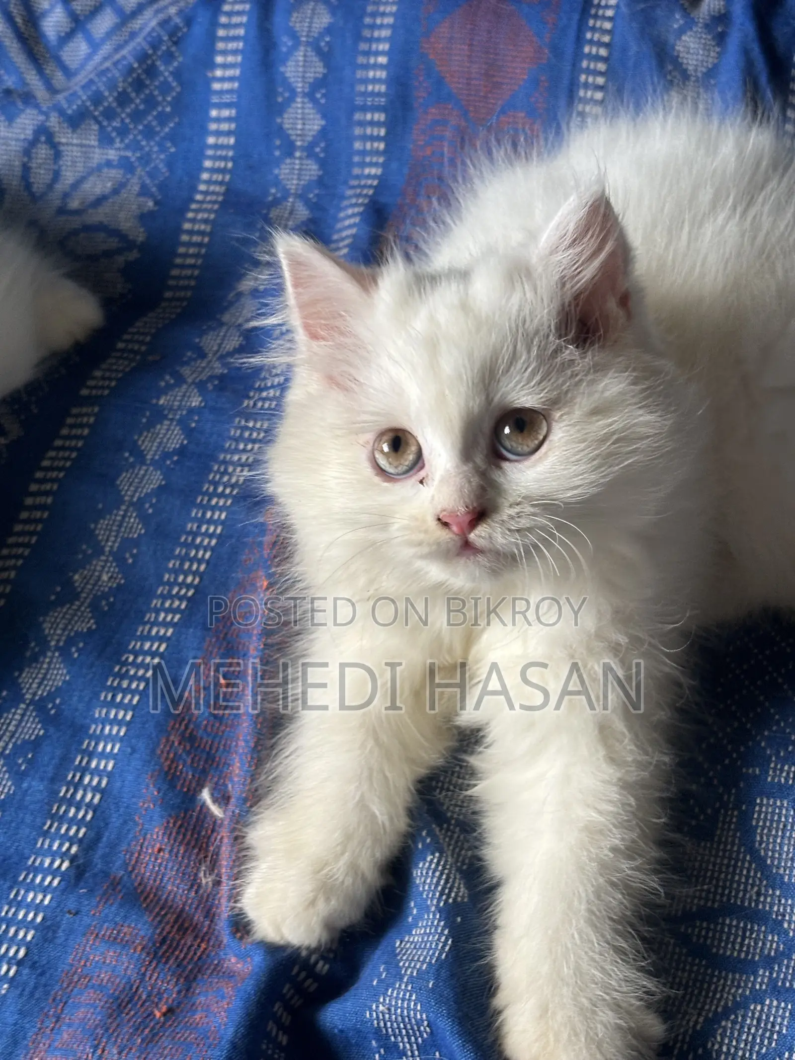 3-6 months Female Purebred Persian