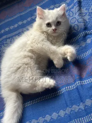 3-6 months Female Purebred Persian