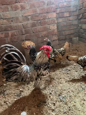 সেব্রাইট মুরগীর বীজ ডিম বিক্রি