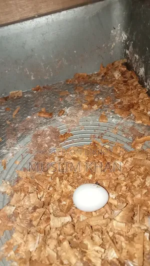 কোকাটেল পাখি