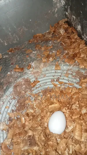 কোকাটেল পাখি