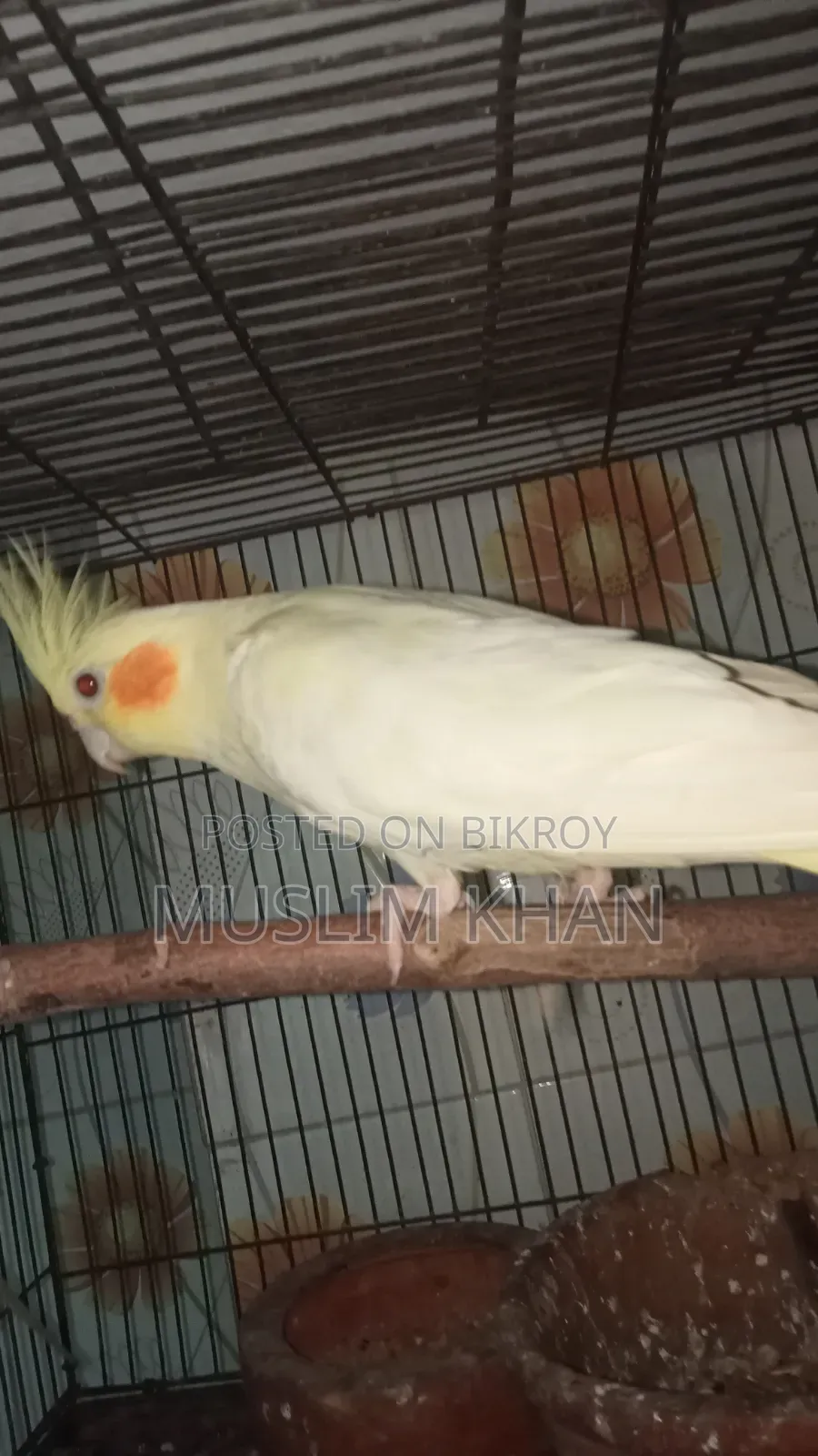কোকাটেল পাখি